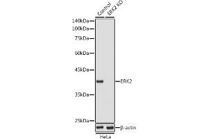 Western blot analysis of extracts from normal (control) and ERK2 knockout (KO) HeLa cells, using ERK2 antibody (ABIN3020727, ABIN3020728, ABIN3020729 and ABIN6213694) at 1:1000 dilution. (ERK2 anticorps  (AA 200-300))