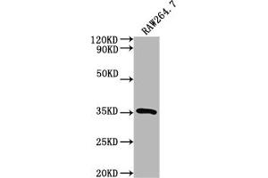 Western Blot Positive WB detected in: RAW264. (Surfactant Protein A1 anticorps  (AA 21-248))