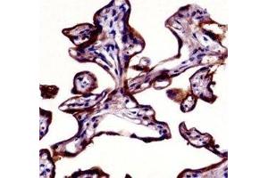 Placental Alkaline Phosphatase antibody immunohistochemistry analysis in formalin fixed and paraffin embedded human placenta tissue.
