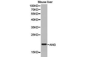 Western Blotting (WB) image for anti-Angiogenin (ANG) antibody (ABIN1870970) (ANG anticorps)