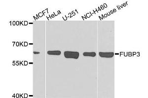 Western blot analysis of extracts of various cell lines, using FUBP3 antibody. (FUBP3 anticorps  (AA 65-260))