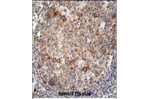 ABCC10 antibody (Center) (ABIN654102 and ABIN2843986) immunohistochemistry analysis in formalin fixed and paraffin embedded human tonsil tissue followed by peroxidase conjugation of the secondary antibody and DAB staining.