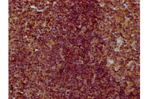 IHC image of ABIN7148577 diluted at 1:300 and staining in paraffin-embedded human tonsil tissue performed on a Leica BondTM system. (Cornifelin (CNFN) (AA 1-112) anticorps)