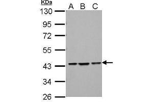 WB Image Sample (30 ug of whole cell lysate) A: NIH-3T3 B: JC C: BCL-1 10% SDS PAGE antibody diluted at 1:1000 (ZBTB24 anticorps  (C-Term))