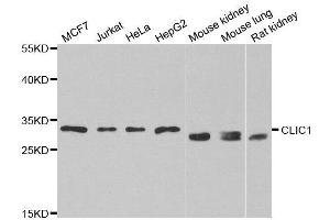 Western blot analysis of extracts of various cell lines, using CLIC1 antibody. (CLIC1 anticorps)
