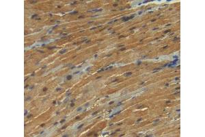 Used in DAB staining on fromalin fixed paraffin- embedded Kidney tissue (KPNA3 anticorps  (AA 3-220))