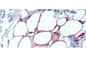 Immunohistochemistry with Human Adipocytes tissue