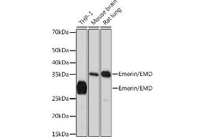Western blot analysis of extracts of various cell lines, using Emerin/EMD Rabbit mAb (ABIN7266933) at 1:1000 dilution. (Emerin anticorps)