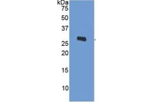 Ornithine Decarboxylase 1 (ODC1) ELISA Kit