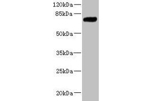 Western blot All lanes: KLHL13 antibody at 5. (KLHL13 anticorps  (AA 1-260))