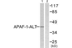 Western blot analysis of extracts from COLO205, using APAF-1-ALT antibody (ABIN5976347). (APAF1 anticorps  (C-Term))