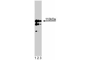 Western blot analysis of Striatin on a rat cerebrum lysate. (Striatin anticorps  (AA 450-600))