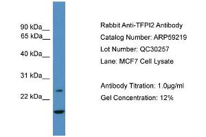 WB Suggested Anti-TFPI2  Antibody Titration: 0. (TFPI2 anticorps  (N-Term))