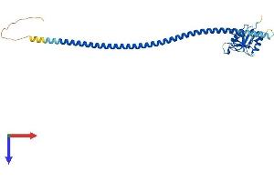 AlphaFold protein structure predicition of Mouse Recombinant Clec10a Protein, UniprotID P49300
