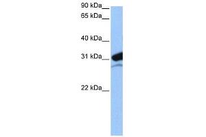 MRPL24 antibody used at 0. (MRPL24 anticorps  (N-Term))