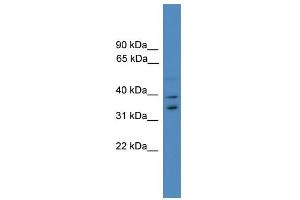 WB Suggested Anti-UFD1L Antibody Titration: 0.
