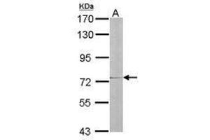 anti-Interleukin 17 Receptor D (IL17RD) (AA 286-501) antibody