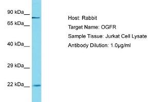 Host: Rabbit Target Name: OGFR Sample Tissue: Human Jurkat Whole Cell Antibody Dilution: 1ug/ml (OGFR anticorps  (C-Term))