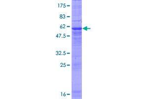 Image no. 1 for Membrane-Associated Ring Finger (C3HC4) 8, E3 Ubiquitin Protein Ligase (MARCH8) (AA 1-291) protein (GST tag) (ABIN1310377)