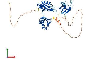 AlphaFold protein structure predicition of Human Recombinant ELAVL2 Protein, UniprotID Q12926