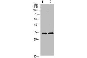 Western Blot analysis of 1,293T 2,mouse-brain cells using primary antibody diluted at 1:1000(4 °C overnight). (TNFAIP8L3 anticorps  (AA 15-45))