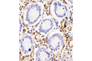 (ABIN657511 and ABIN2846535) staining RHBDF2 in human duodenum tissue sections by Immunohistochemistry (IHC-P - paraformaldehyde-fixed, paraffin-embedded sections). (RHBDF2 anticorps  (N-Term))