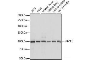 Western blot analysis of extracts of various cell lines using HACE1 Polyclonal Antibody at dilution of 1:1000. (HACE1 anticorps)