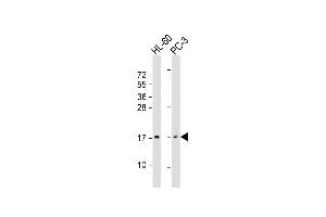 All lanes : Anti-GRP Antibody (Center) at 1:2000 dilution Lane 1: HL-60 whole cell lysate Lane 2: PC-3 whole cell lysate Lysates/proteins at 20 μg per lane. (Gastrin-Releasing Peptide anticorps  (AA 67-97))
