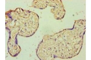 Immunohistochemistry of paraffin-embedded human placenta tissue using ABIN7143728 at dilution of 1:100