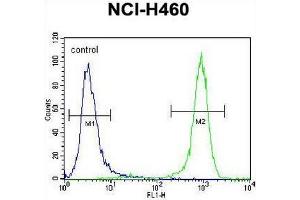 PREX1 Antibody (C-term) flow cytometric analysis of NCI-H460 cells (right histogram) compared to a negative control cell (left histogram). (PREX1 anticorps  (C-Term))