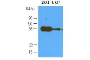 Western Blotting (WB) image for anti-Programmed Cell Death 1 (PDCD1) (AA 21-167) antibody (ABIN263912)