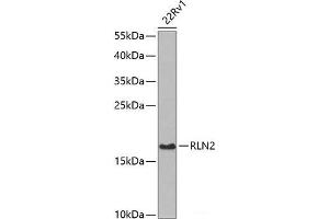 Western blot analysis of extracts of 22Rv1 cells using RLN2 Polyclonal Antibody at dilution of 1:1000. (Relaxin 2 anticorps)