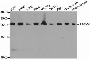 Western blot analysis of extracts of various cell lines, using PSMA2 antibody. (PSMA2 anticorps  (AA 1-234))