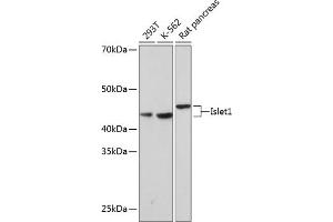 Western blot analysis of extracts of various cell lines, using Islet1 Rabbit mAb (ABIN7268024) at 1:1000 dilution. (ISL1 anticorps)
