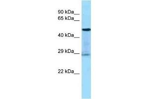 Host:  Rabbit  Target Name:  KLK3  Sample Tissue:  Human THP-1 Whole Cell  Antibody Dilution:  1ug/ml