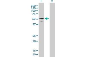 Western Blot analysis of RUFY3 expression in transfected 293T cell line by RUFY3 MaxPab polyclonal antibody. (RUFY3 anticorps  (AA 1-469))