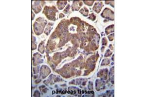 MAP3K13 (LZK) Antibody (S869) immunohistochemistry analysis in formalin fixed and paraffin embedded human pancreas tissue followed by peroxidase conjugation of the secondary antibody and DAB staining. (MAP3K13 anticorps  (C-Term))