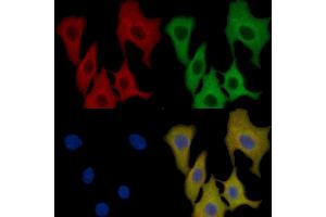ADAM9 Mouse Monoclonal Antibody staining HepG2 cells by IF/ICC. (ADAM9 anticorps  (C-Term))