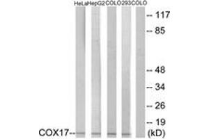 Western blot analysis of extracts from HeLa/HepG2/COLO/293 cells, using COX17 Antibody. (COX17 anticorps  (AA 1-50))