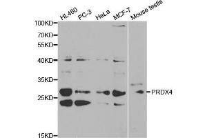 Western blot analysis of extracts of various cell lines, using PRDX4 antibody (ABIN5970695) at 1/1000 dilution. (Peroxiredoxin 4 anticorps)