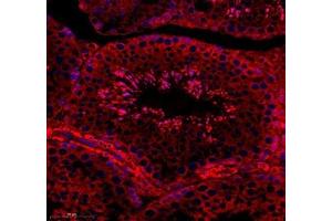Immunofluorescence of paraffin embedded mouse testis using C1orf173 (ABIN7074073) at dilution of 1: 650 (350x lens) (Glutamate-Rich Protein 3 (ERICH3) anticorps)