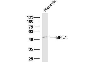 Mouse placenta lysates probed with BPIL1 Polyclonal Antibody, unconjugated  at 1:300 overnight at 4°C followed by a conjugated secondary antibody for 60 minutes at 37°C. (BPIL1 anticorps  (AA 1-100))