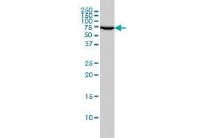 XRCC6 monoclonal antibody (M01), clone 4C2-1A6 Western Blot analysis of XRCC6 expression in C32 .