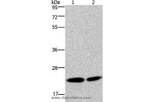 Western blot analysis of Hela and Jurkat cell, using NPM3 Polyclonal Antibody at dilution of 1:300 (NPM3 anticorps)