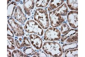 Immunohistochemistry (IHC) image for anti-Mitochondrial Translational Release Factor 1-Like (MTRF1L) antibody (ABIN1498694) (MTRF1L anticorps)