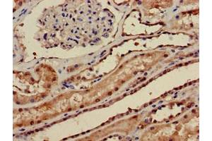 Immunohistochemistry of paraffin-embedded human kidney tissue using ABIN7169304 at dilution of 1:100 (PPP1CA anticorps  (Catalytic Subunit))