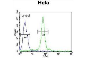 Flow cytometric analysis of Hela cells using CTDSPL Antibody (N-term) Cat. (CTDSPL anticorps  (N-Term))