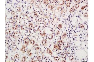 Formalin-fixed and paraffin embedded mouse kidney labeled with Rabbit Anti-DAXX (Ser517) Polyclonal Antibody (ABIN757687) at 1:200 followed by conjugation to the secondary antibody and DAB staining (DAXX anticorps  (pSer517))