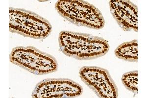 Phospho-HSP70 (Ser153) Antibody at 1/100 staining Mouse colorectal tissue by IHC-P. (HSP70 anticorps  (pSer153))
