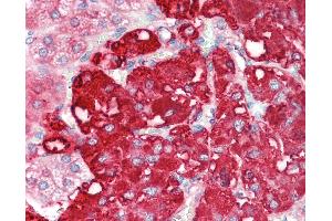 Anti-CMPK2 antibody IHC staining of human adrenal. (CMPK2 anticorps  (C-Term))